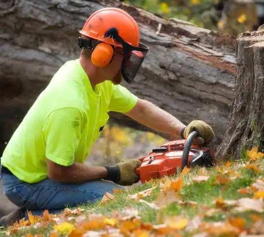 tree services Libby